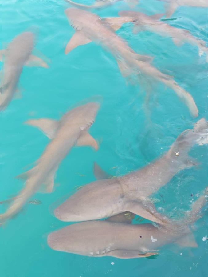 Rashuthere Maldives Rasdhoo Ngoại thất bức ảnh