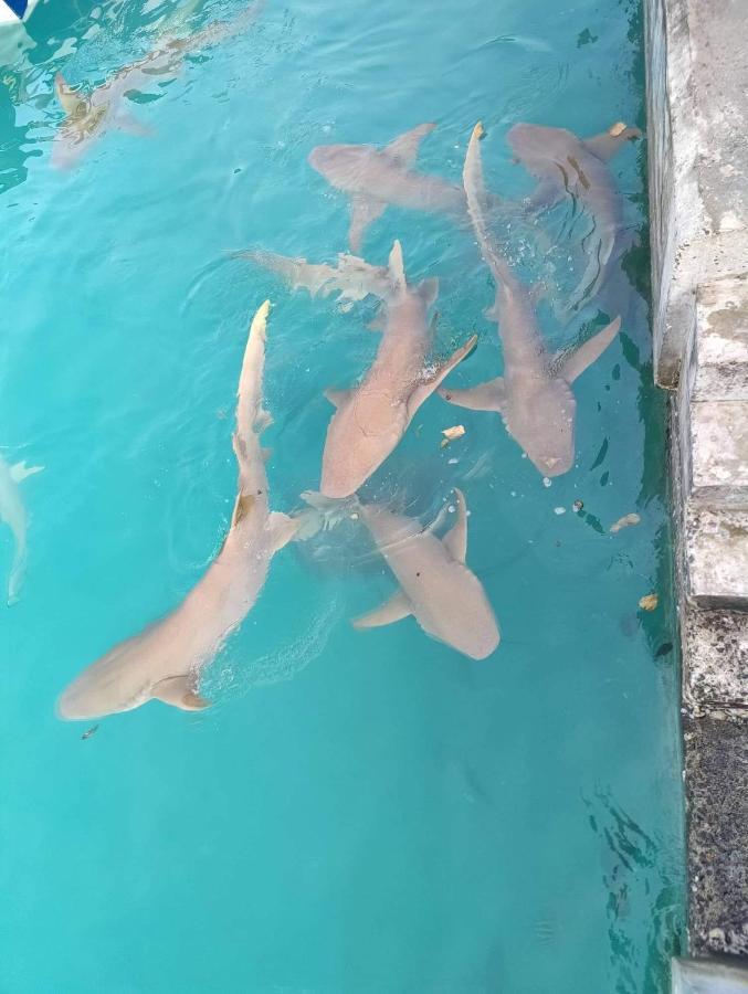 Rashuthere Maldives Rasdhoo Ngoại thất bức ảnh