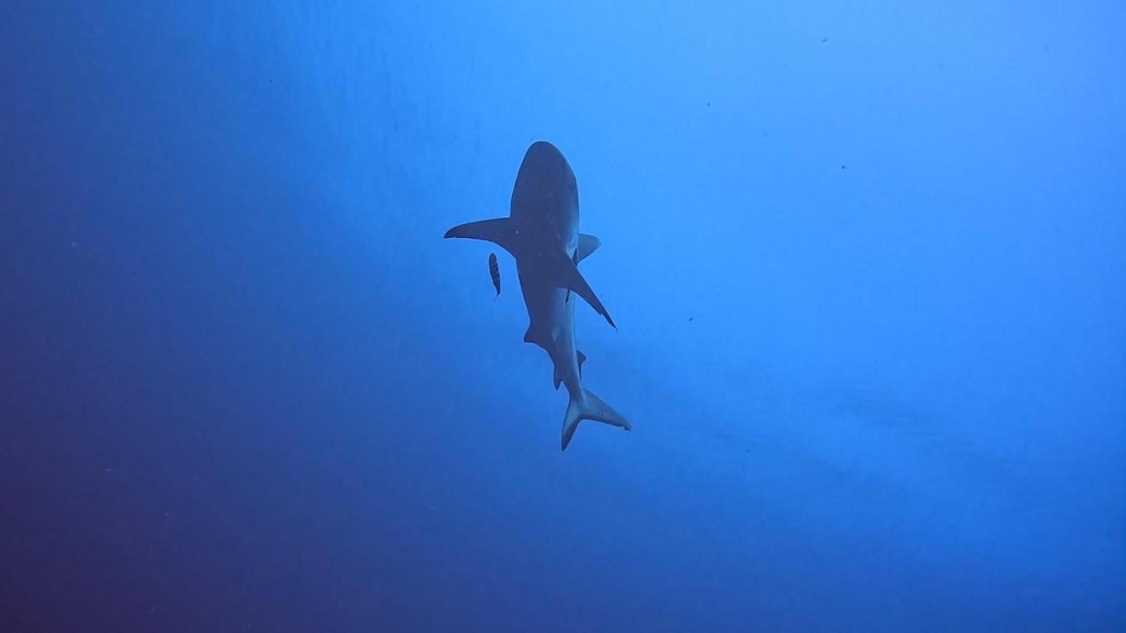 Rashuthere Maldives Rasdhoo Ngoại thất bức ảnh