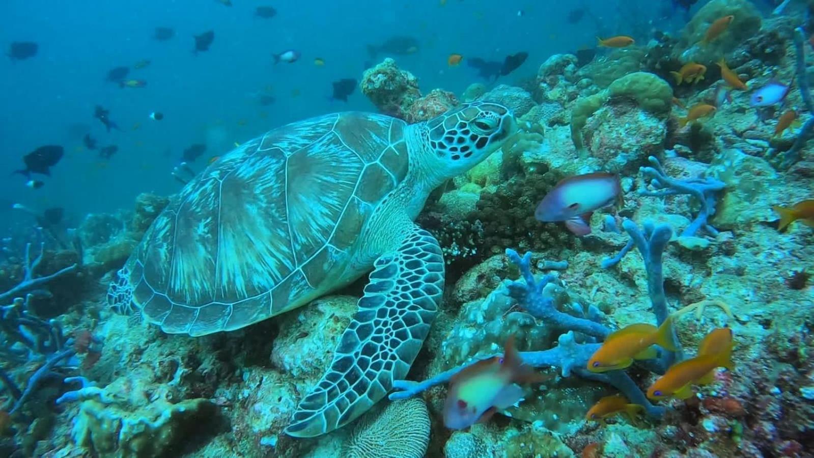 Rashuthere Maldives Rasdhoo Ngoại thất bức ảnh