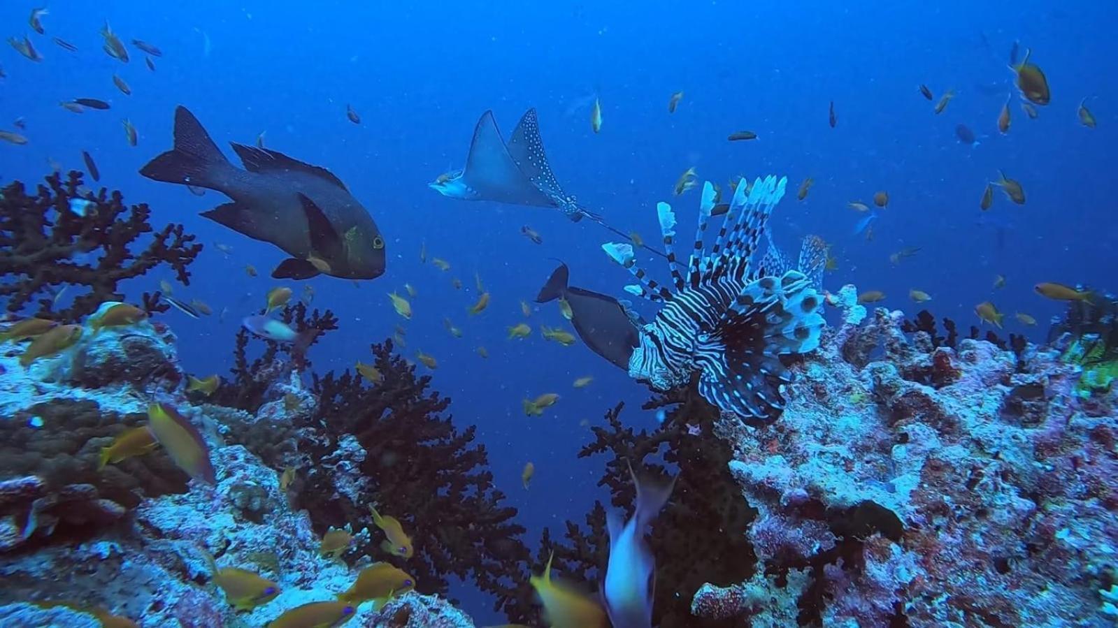 Rashuthere Maldives Rasdhoo Ngoại thất bức ảnh