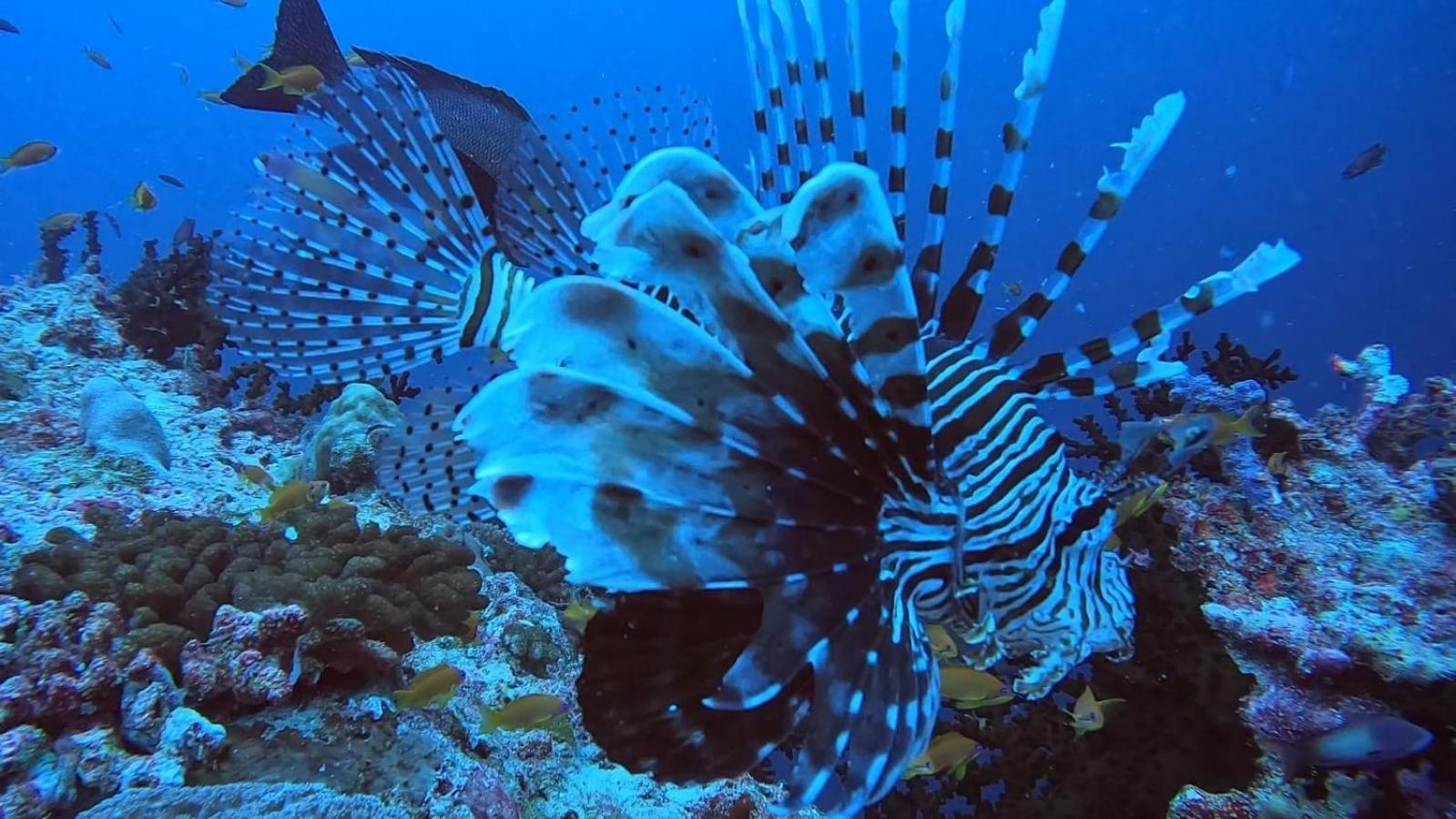 Rashuthere Maldives Rasdhoo Ngoại thất bức ảnh