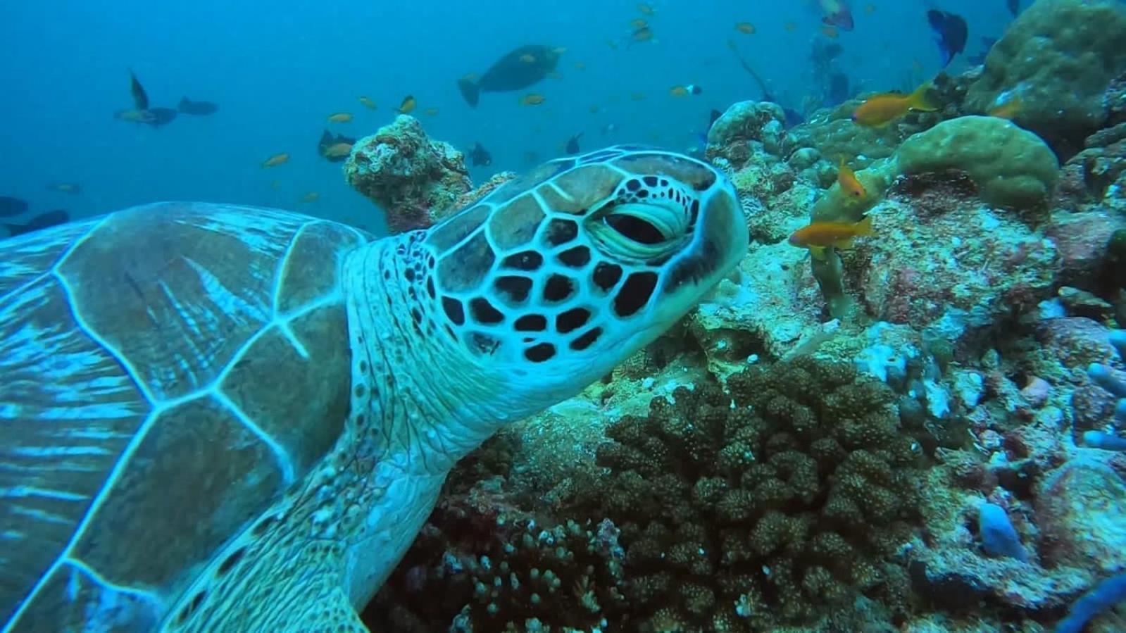 Rashuthere Maldives Rasdhoo Ngoại thất bức ảnh