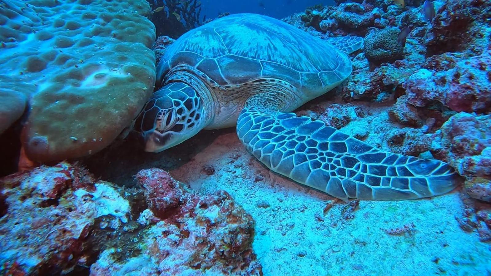 Rashuthere Maldives Rasdhoo Ngoại thất bức ảnh