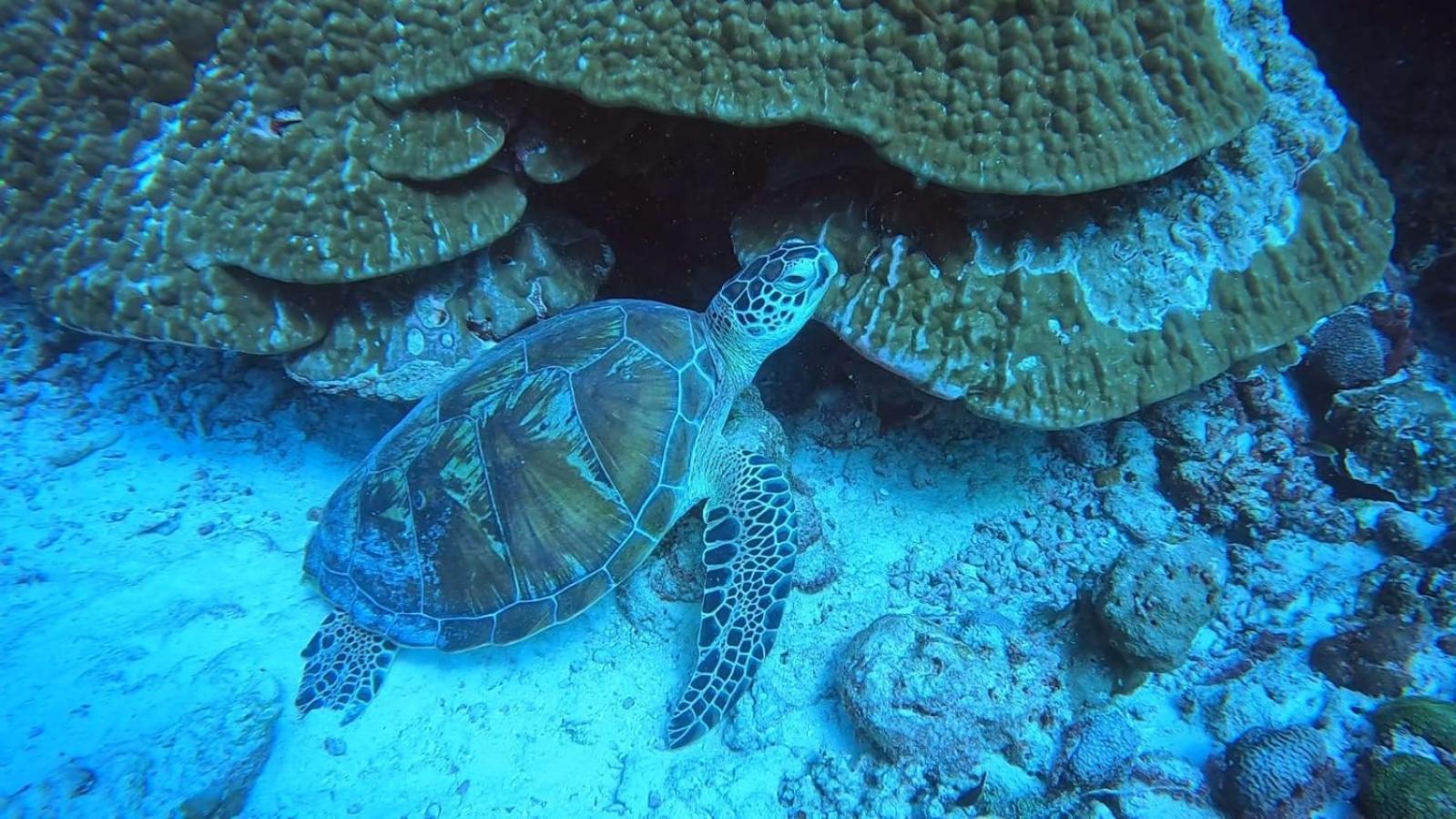 Rashuthere Maldives Rasdhoo Ngoại thất bức ảnh
